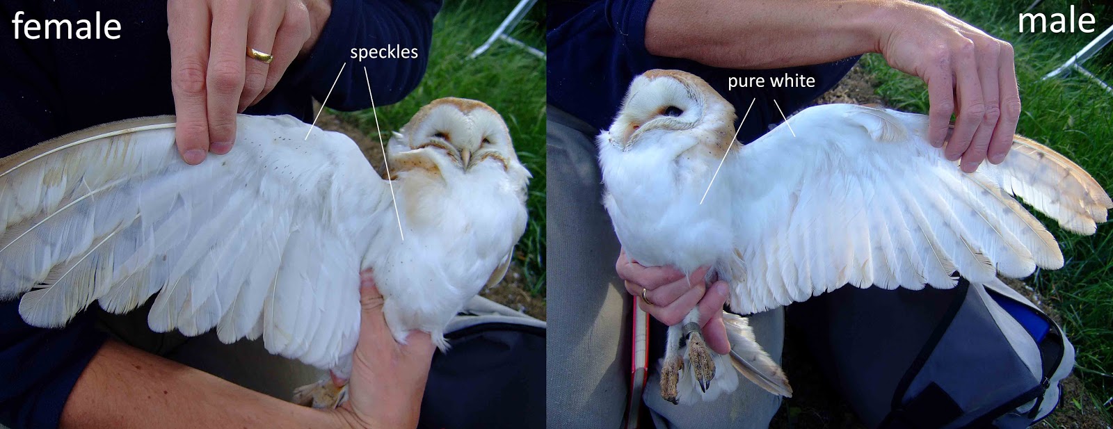 South Notts Ringing Group Barn Owls Again