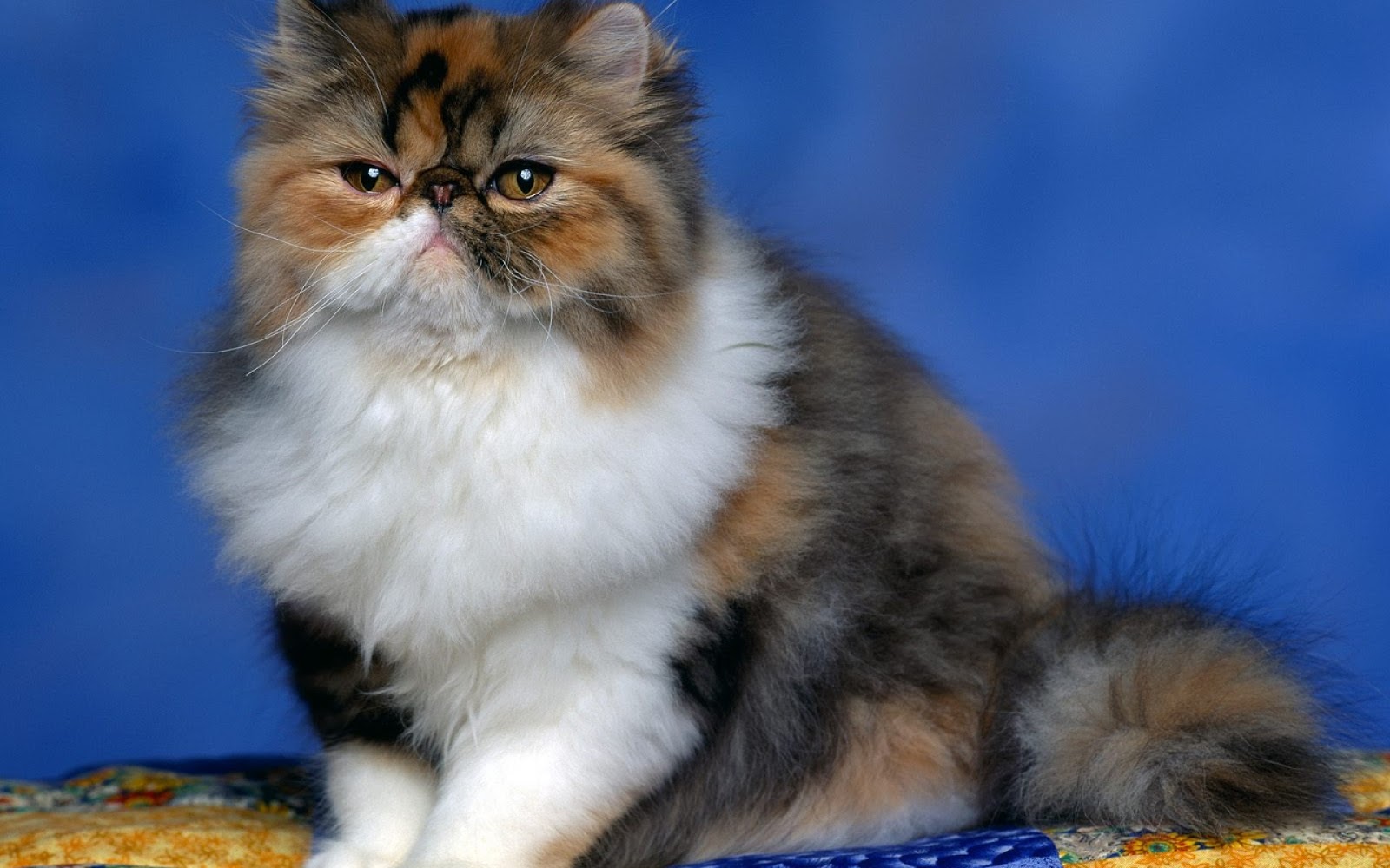 Gambar Foto Kucing Persia Lucu Imut Gambar Kata Kata