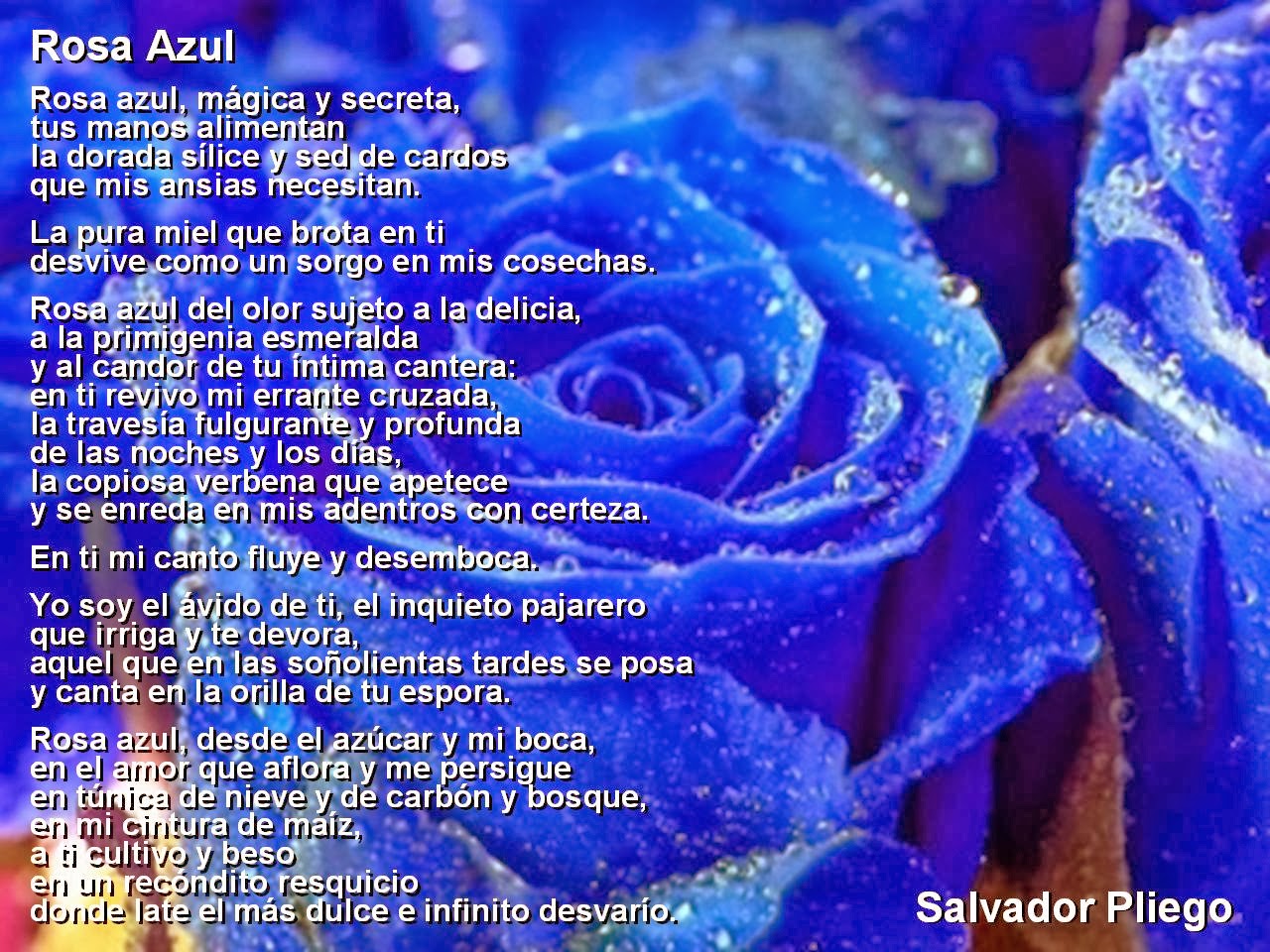 Imagenes bonitas de amor amistad y cumplea±os imagenes de rosa imagenes de rosas