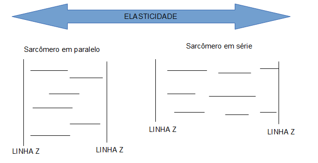 Impotência no homem de 35 anos