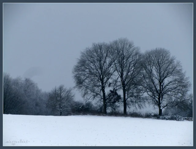 eiken in de sneeuw