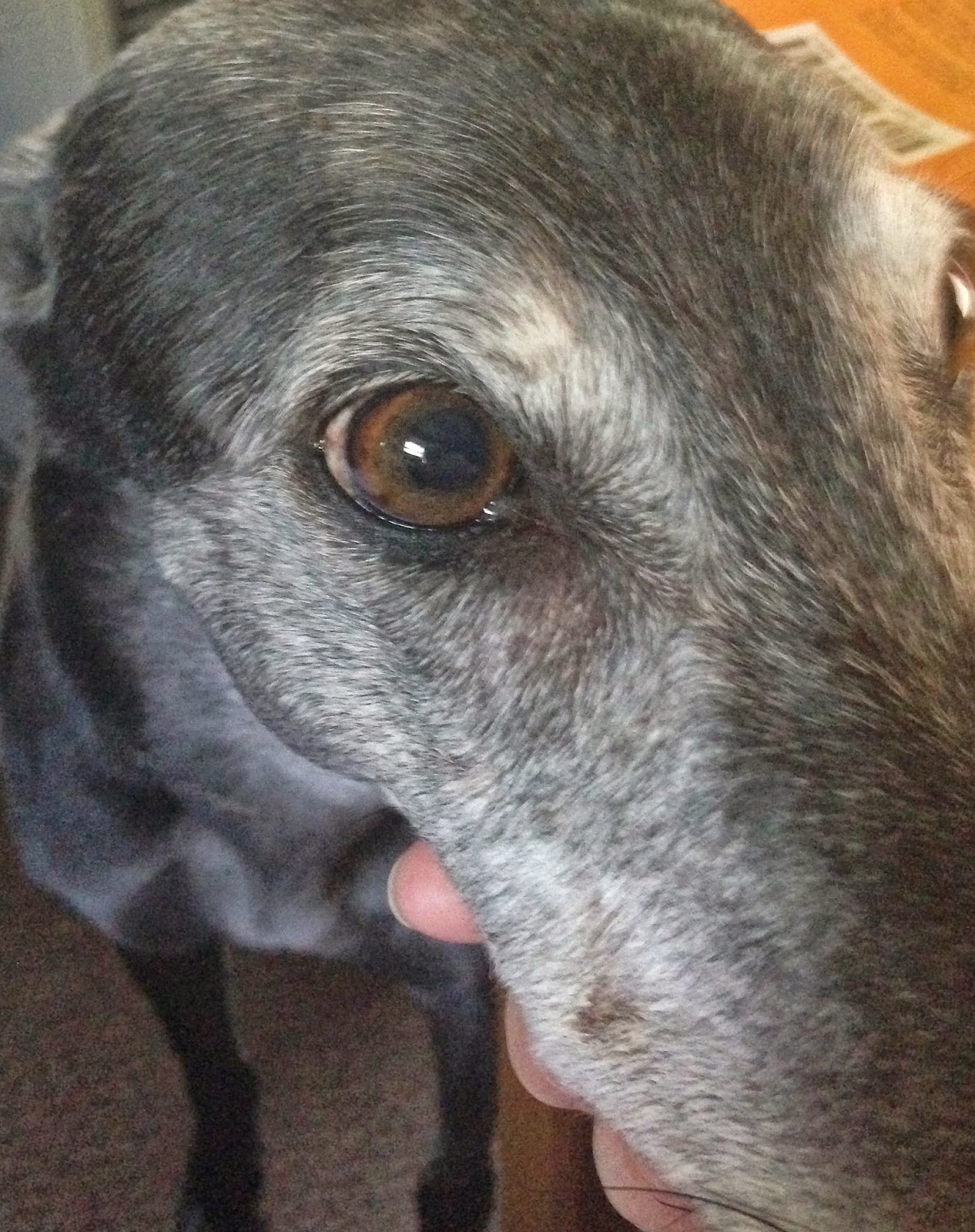Bettina greyhound cheek swelling