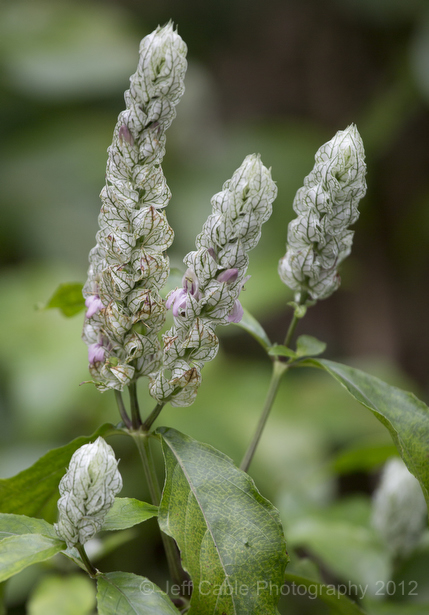 Gardener S Word Buddleia Not Invasive If You Control It