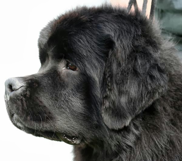 Dog Breed Directory Newfoundland Dog Breed