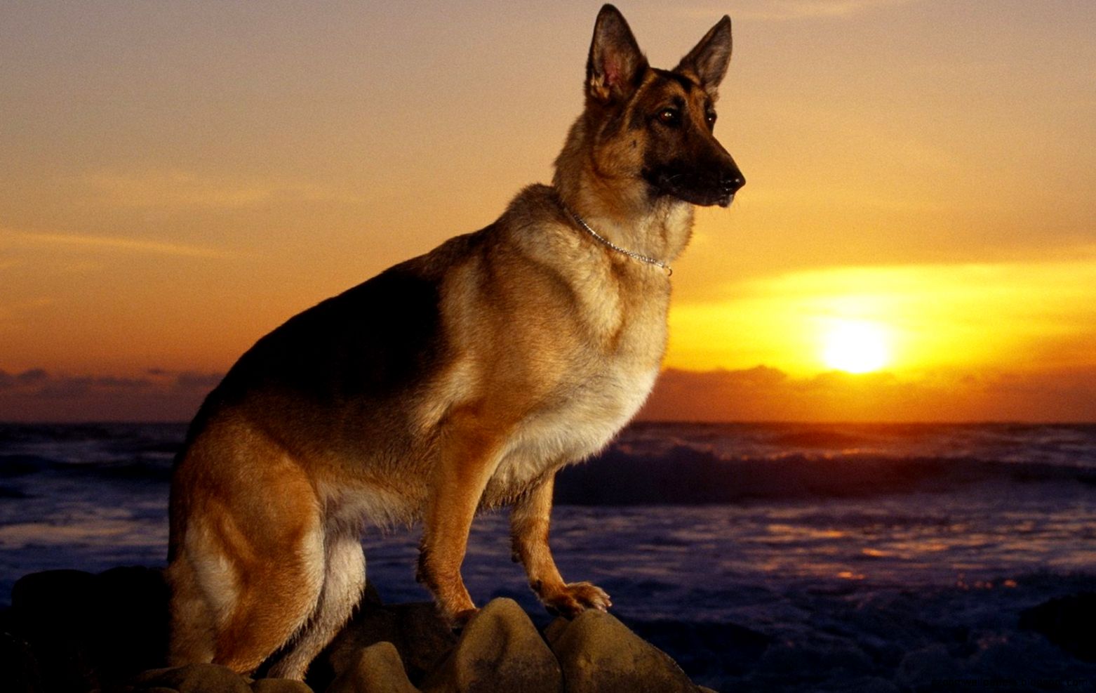German Shepherd photo wallpapers pictures of German Shepherd dogs German Shepherd photo wallpapers pictures of German Shepherd dogs