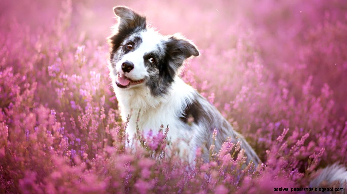 Wallpapers Dogs Border Collie Glance Animals Image 420534 Download Wallpapers Dogs Border Collie Glance Animals Image 420534 Download