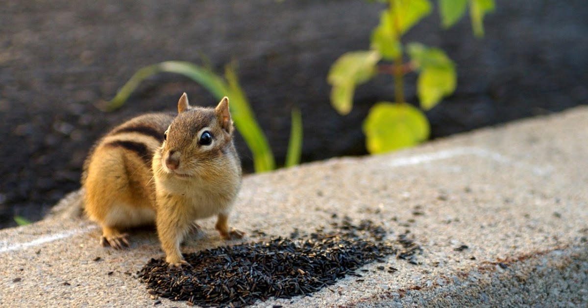 Chipmunk | The Biggest Animals Kingdom