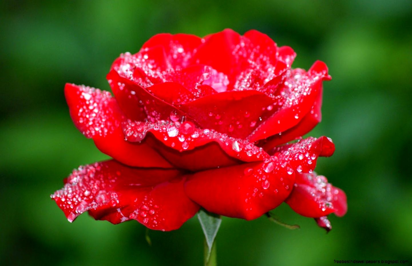 8 Lovely Flowers HD Wallpapers anaknulp 8 Lovely Flowers HD Wallpapers anaknulp