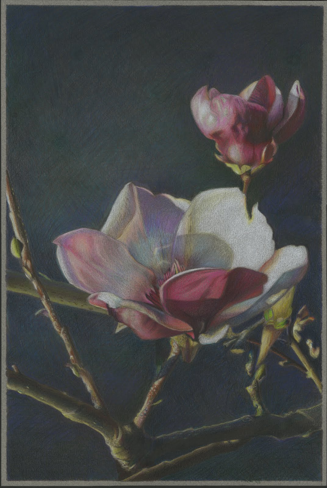 Magnolia