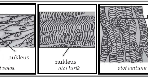 Jenis-jenis otot manusia dan fungsinya