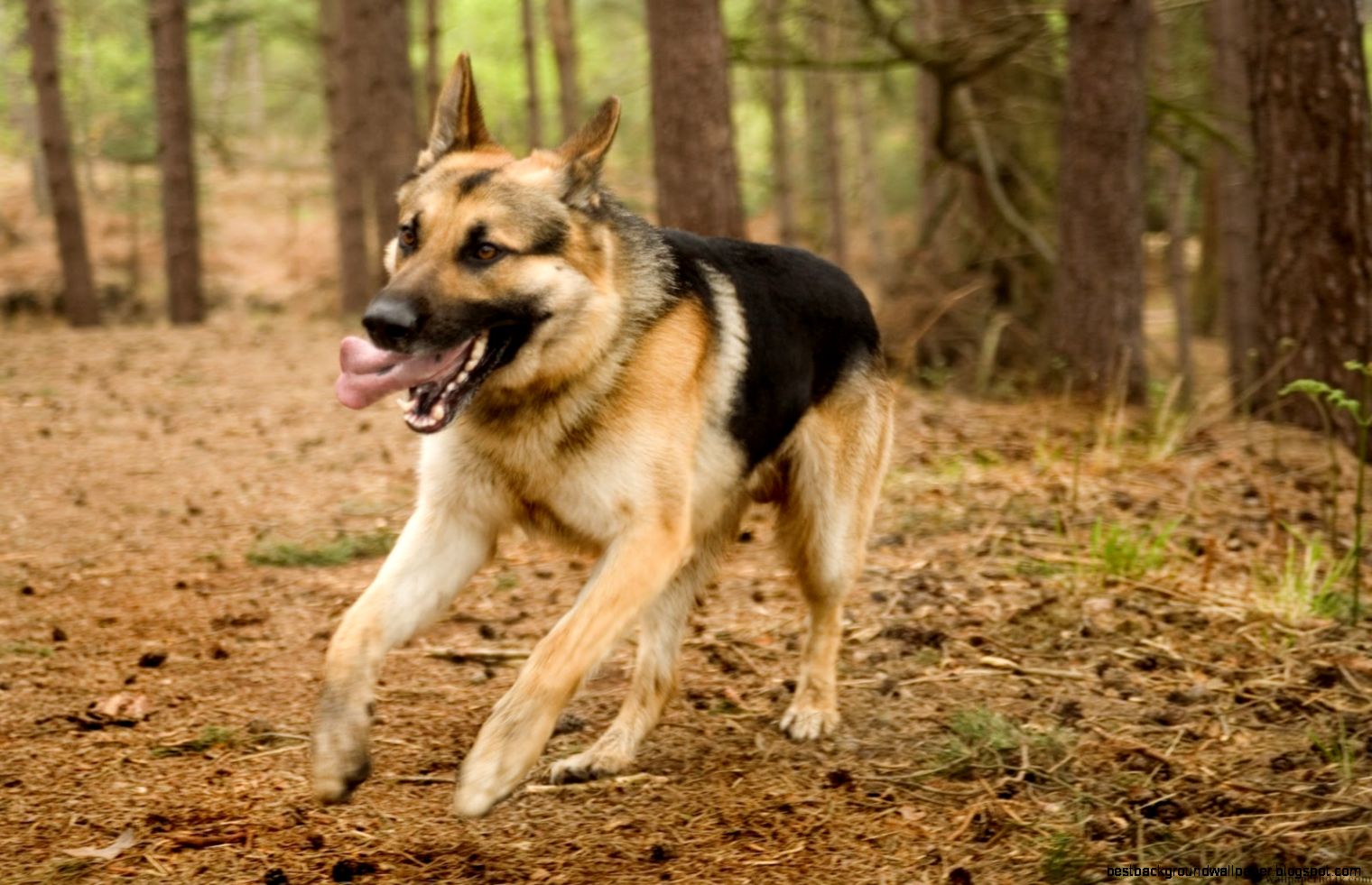 German Shepherd dog running HD Widescreen   Wallpaper HD German Shepherd dog running HD Widescreen   Wallpaper HD