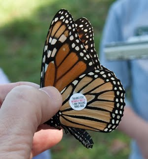 WING TAG FOR SCIENCE