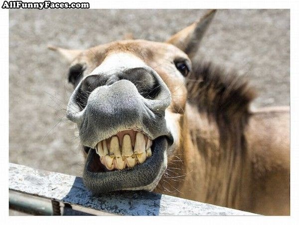 Funny Horse | Face | Funny And Cute Animals