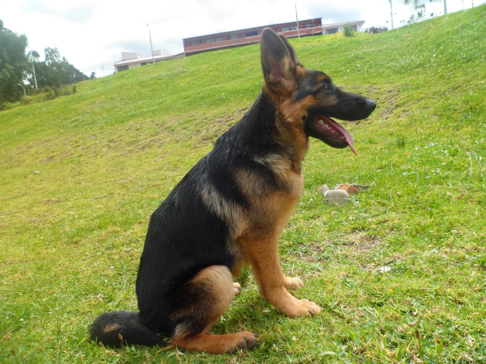 perros pastor aleman