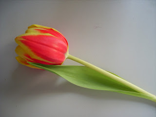 eine tulpe