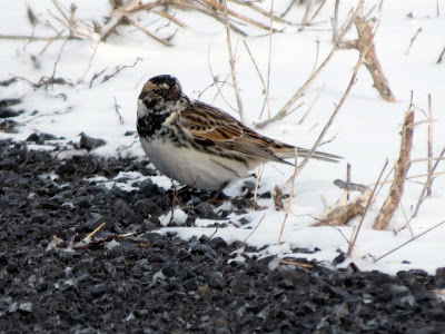 Lapland Longspur (male), Wolfe Island, Ontario, Canada