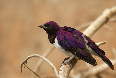 Violet-backed Starling, Cinnyricinclus leucogaster, Amethyst Starling