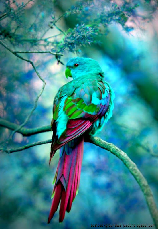 beautiful colorful bird   Google Търсене  ПАПАГАЛИ  Pinterest beautiful colorful bird   Google Търсене  ПАПАГАЛИ  Pinterest