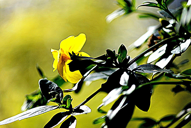 flor amarela em fundo verde