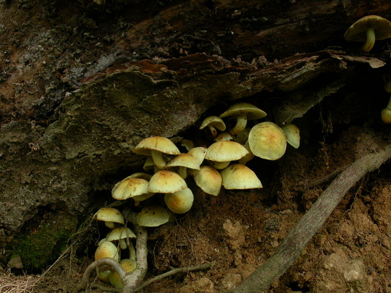 AccessJ 5 Types of Poisonous Japanese Wild Mushroom