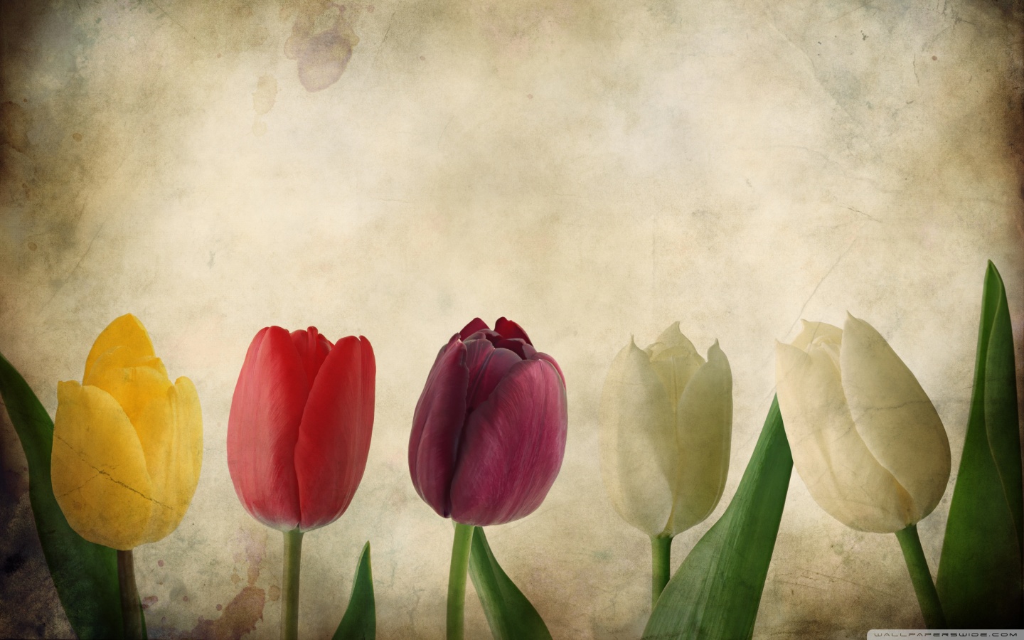 Nice Vintage Flower Wallpaper Desktop Background (1440 x 900 )