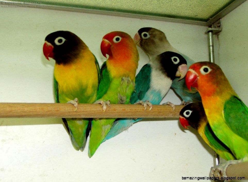 Free wallpaper Mask parrot lovebirds Free wallpaper Mask parrot lovebirds