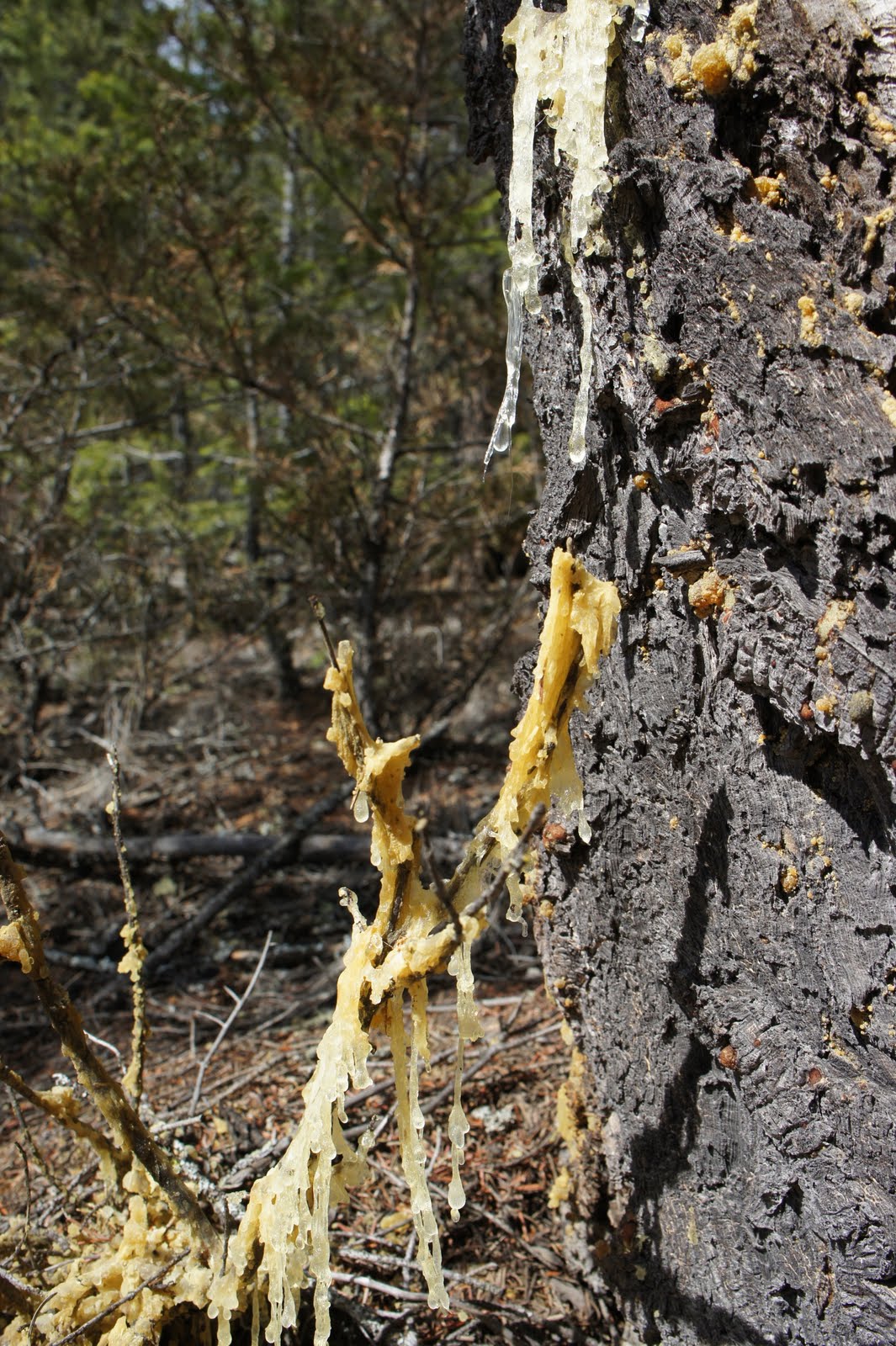 An Avenue Homesteader Sap Gum Yum?