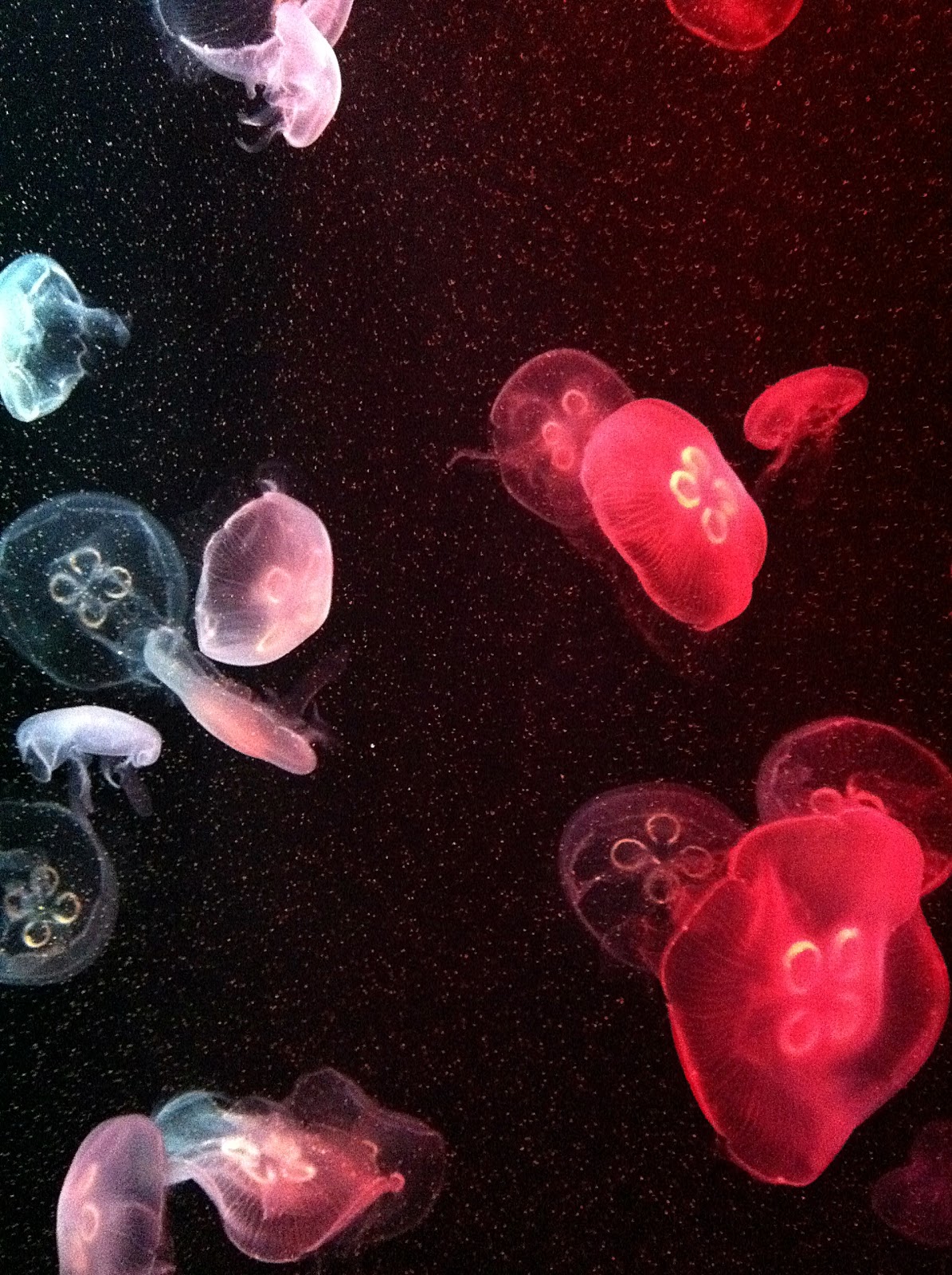 The Jungle Store Pic Of The Week Jellyfish In Space