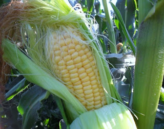 7 августа, спелый початок кукурузы
