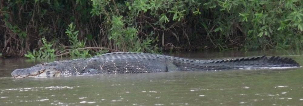 Questões Intrigantes - Crocodilianos - Página 2 Black+Caiman+panorama+Manu+River+1009