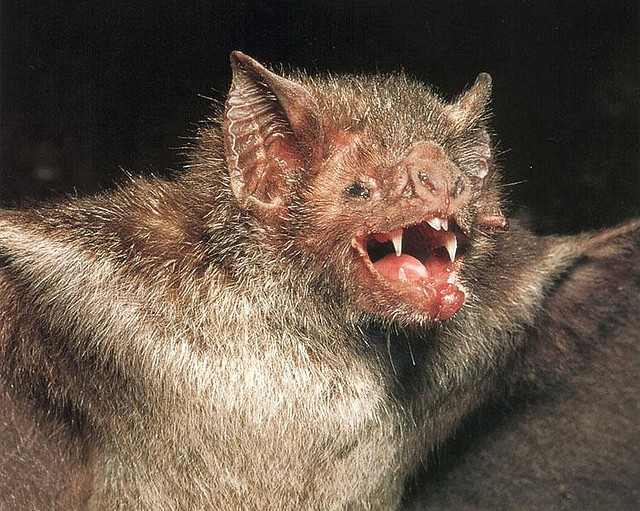 a vampire bat with its mouth open, it looks like it is screaming.