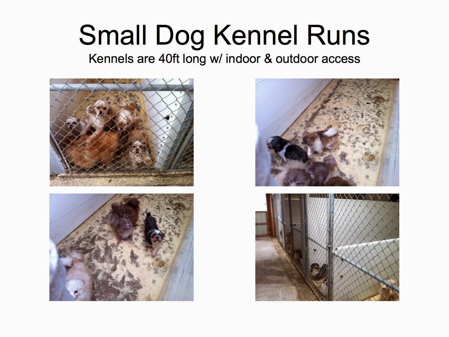 Puppy Mills Exposed The Top Dog Store Breeder KV Kennels