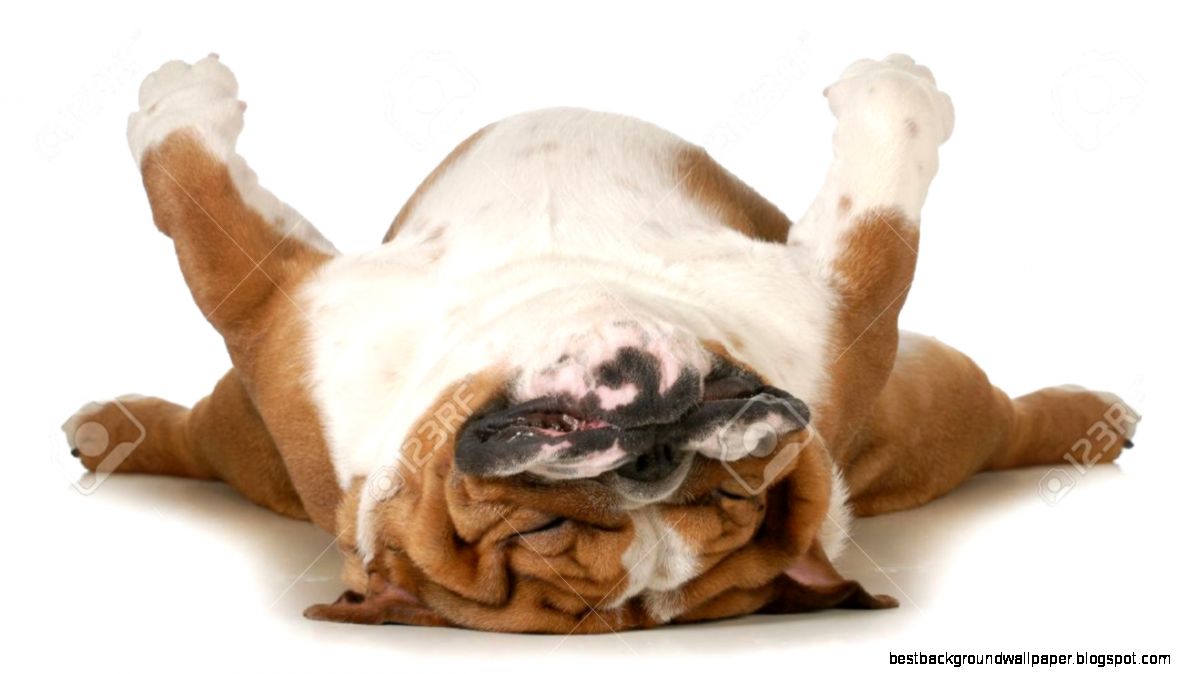 Dog Sleeping Upside Down Isolated On White Background   English Dog Sleeping Upside Down Isolated On White Background   English