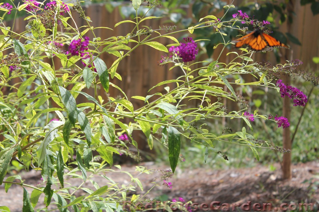 Linda Lu S Comments Butterfly Bush Buddleia For The Backyard Garden