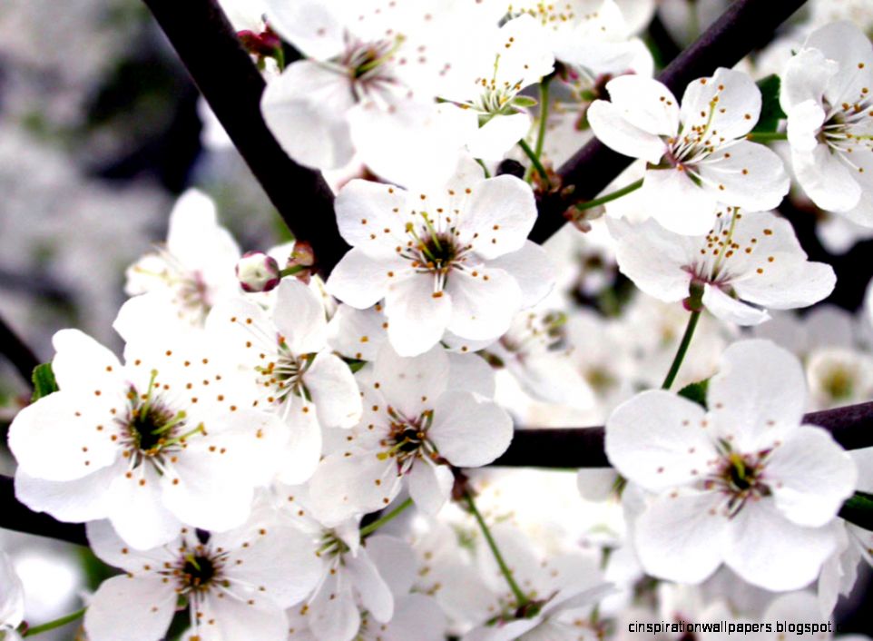 White Flower Desktop White Flower Desktop