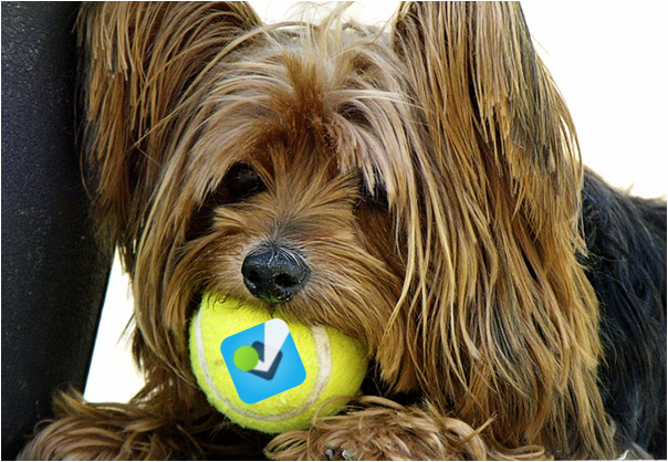Perro Yorkshire Terrier Perro Yorkshire Terrier