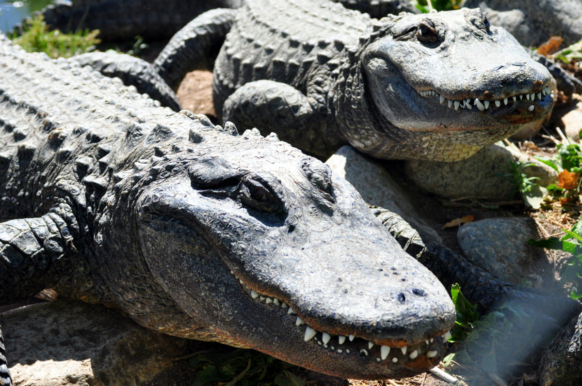A Tree Falling Great Sand Dunes Animals