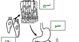 المخلوق التنظيم في الحي مستويات رتبي ما هي