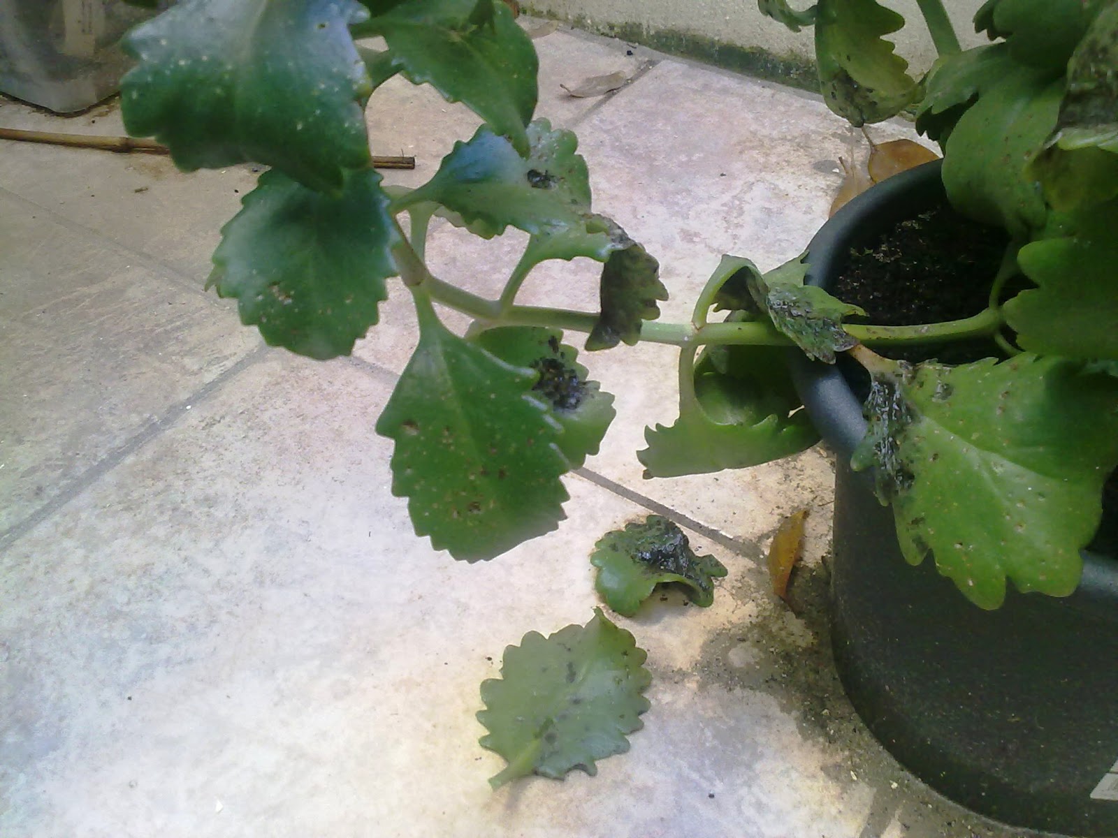 The Effects of Hail on the Kalanchoe Green Patches Mediterranean