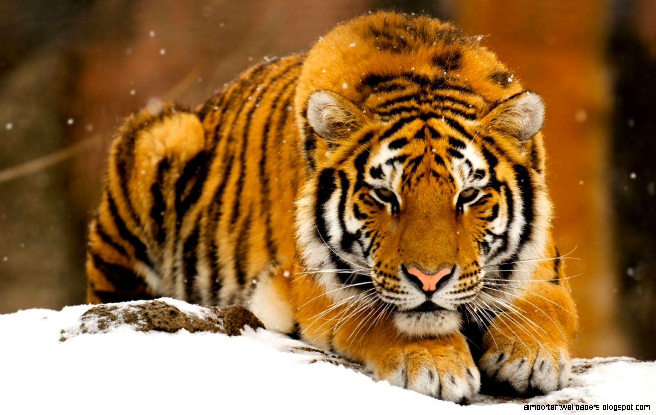 Siberian Tiger In Snow HD desktop wallpaper Widescreen High Siberian Tiger In Snow HD desktop wallpaper Widescreen High