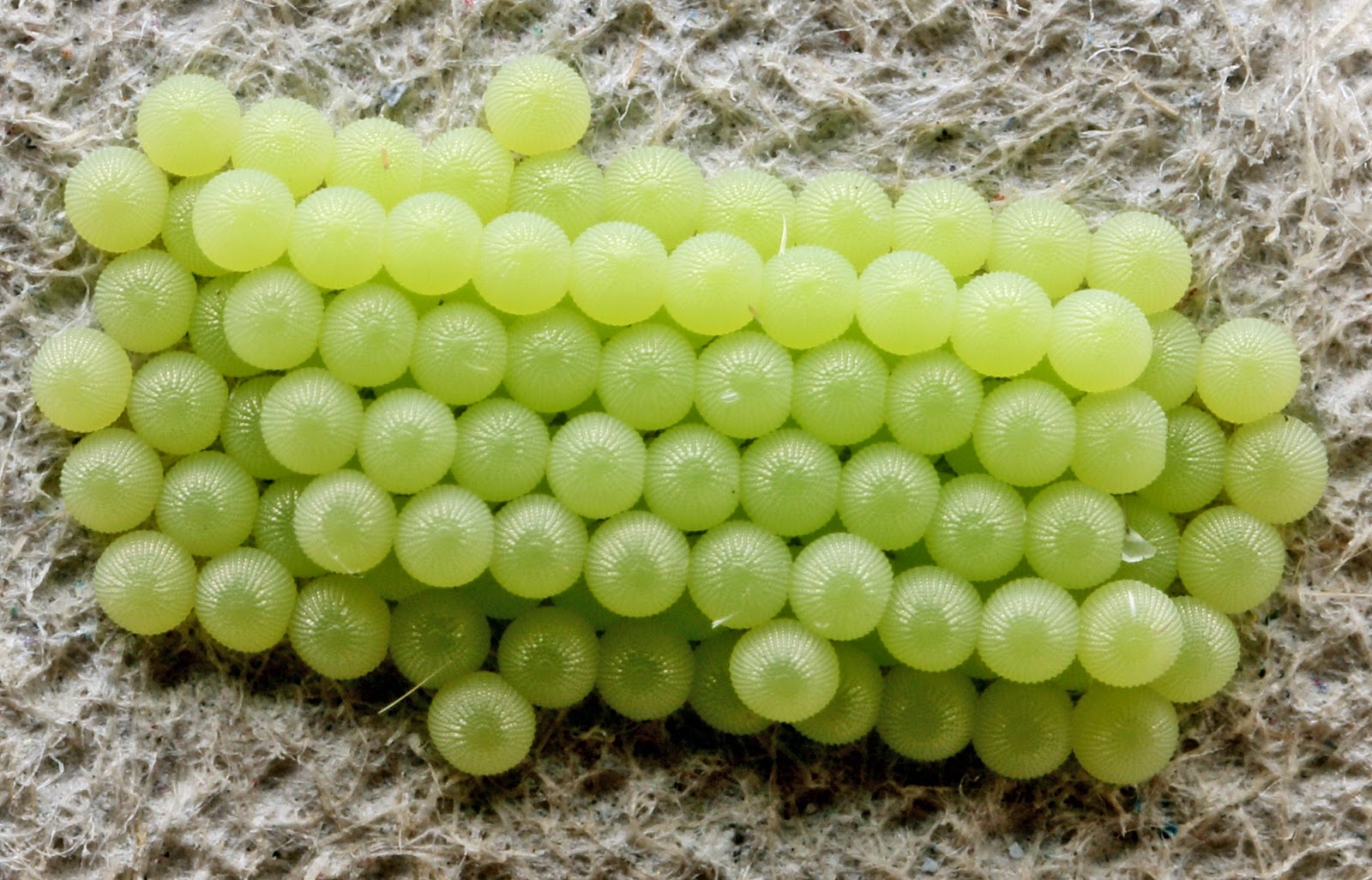 JJ's Photographic nature blog How time flies when you're having fun...