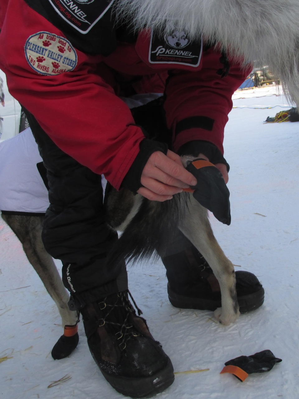 The SP Kennel Dog Log Dog Booties… again