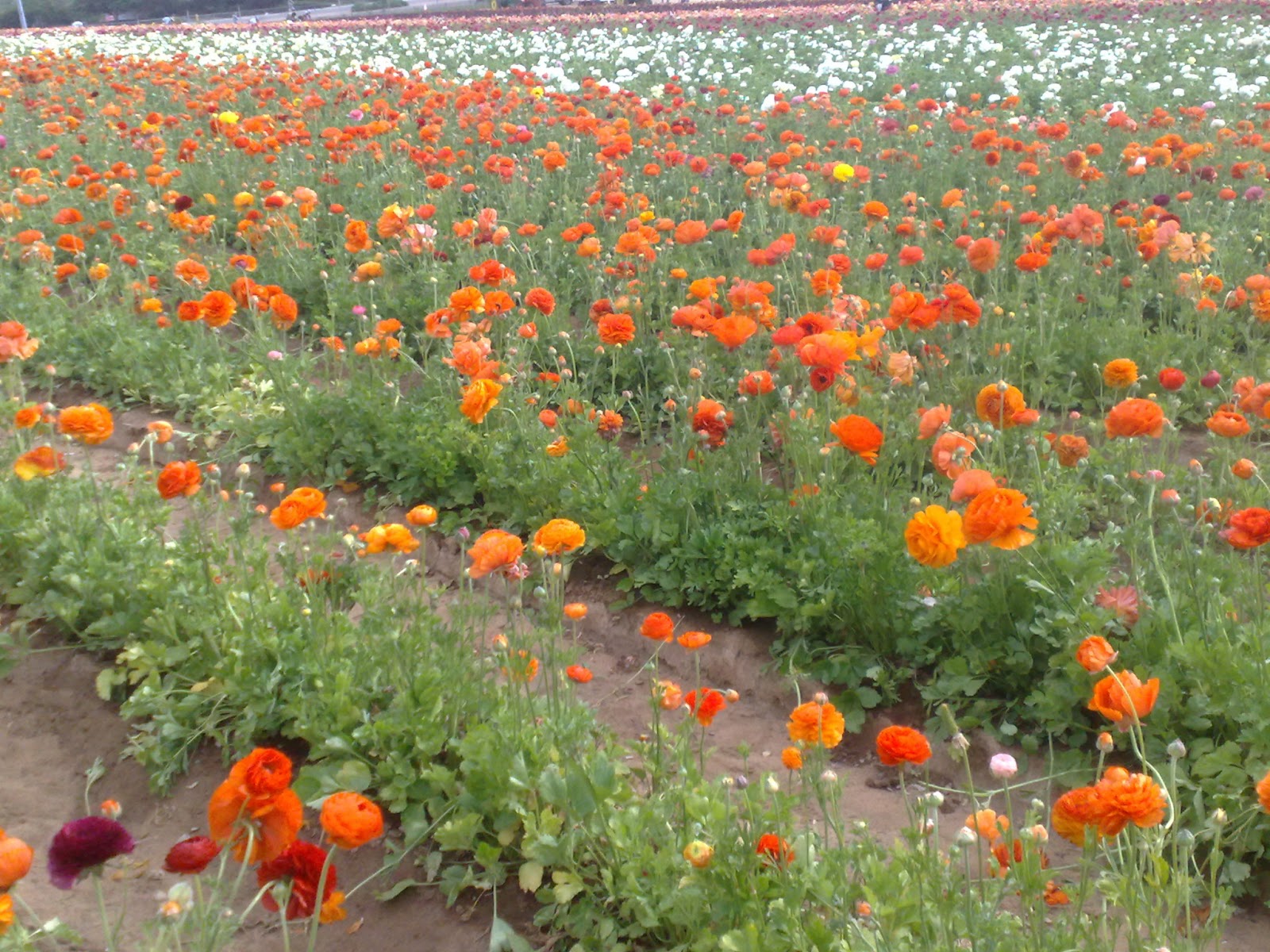 fun secret garden san diego flower field at carlsbad ranch fun secret garden san diego flower field at carlsbad ranch