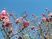 Randonnée de printemps fleurs printemps 