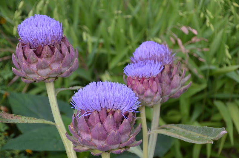 Garden Ally Artichokes in Bloom