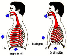 proceso de ventilación  pulmonar