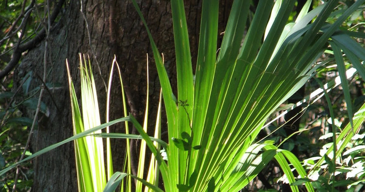 Natureinverse Palmetto Palm Seedling