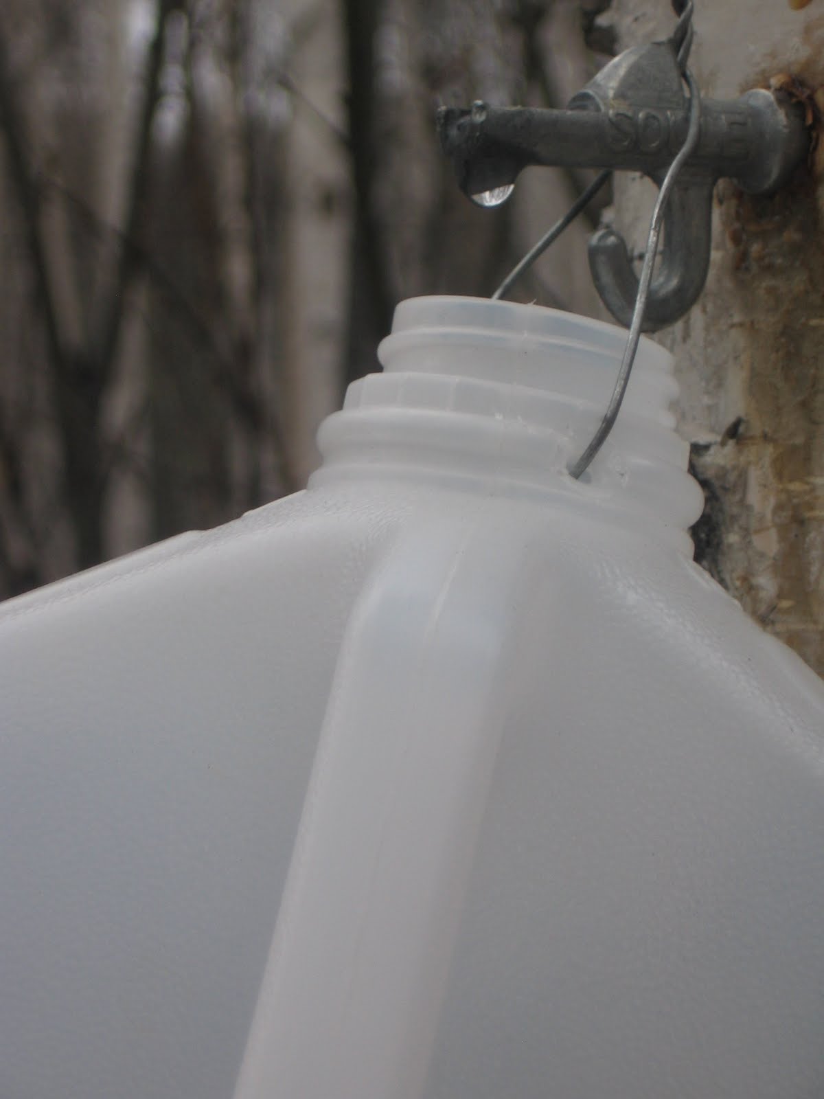 Homemade Alaska Birch Sap Tap With a Plan