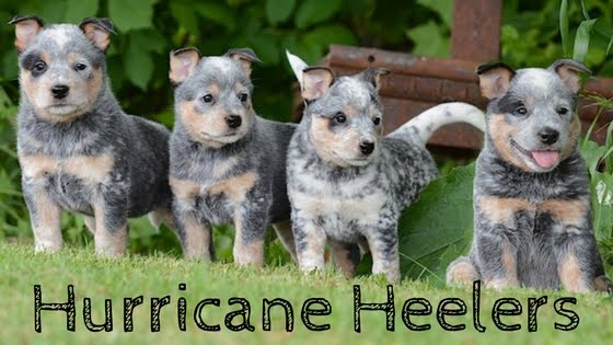 Hurricane Heelers