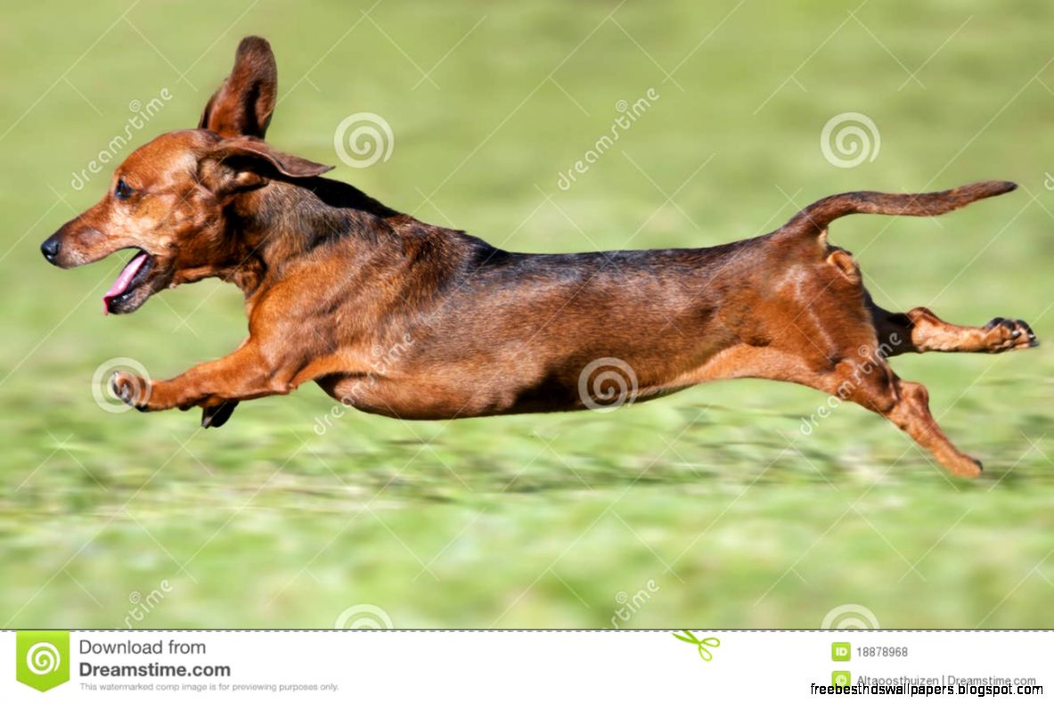 Dachshunds Running Dachshunds Running